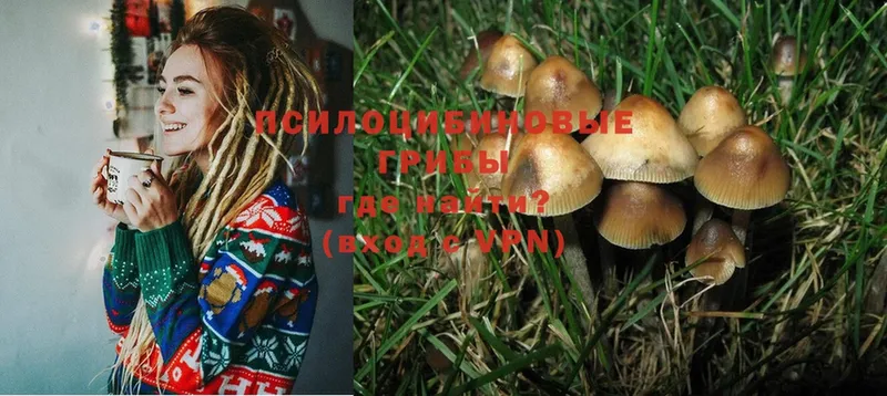 Галлюциногенные грибы Psilocybine cubensis  где купить наркотик  ссылка на мегу онион  Орлов 